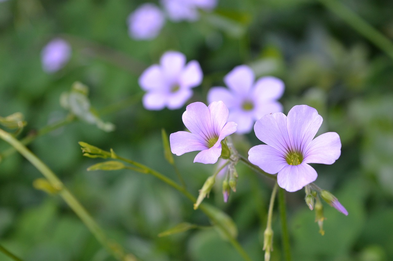 flower-of-clover-3683915_1280