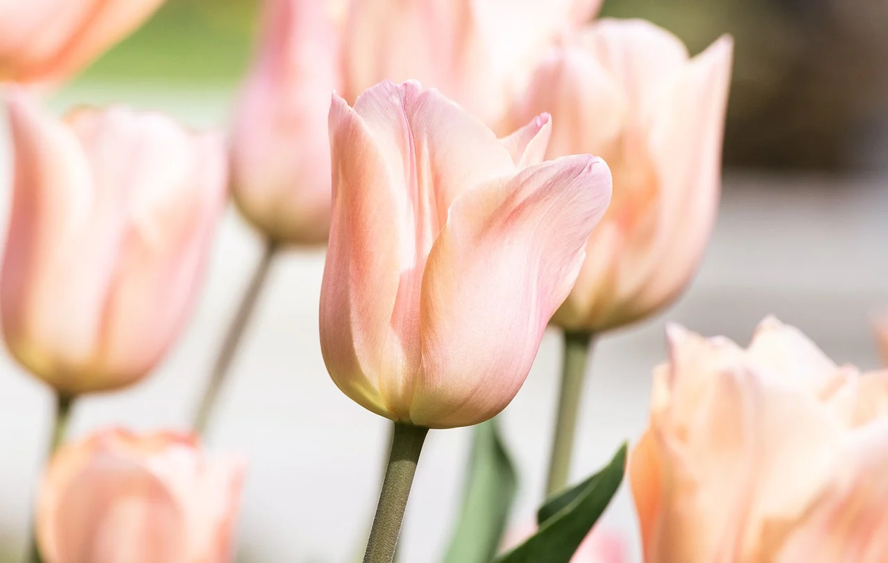 tulip-7882705_1280